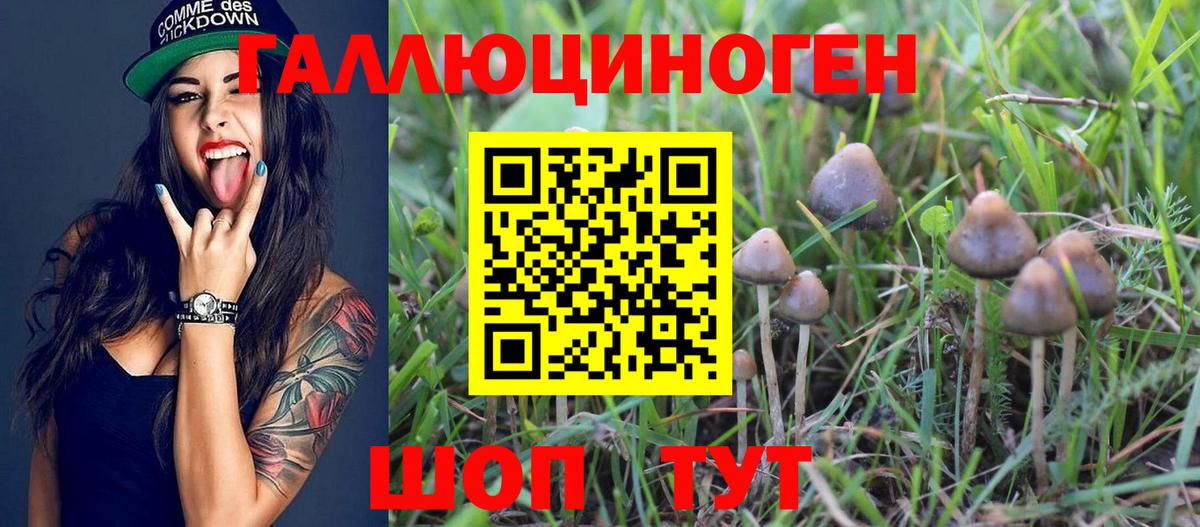 Псилоцибиновые грибы Psilocybe Ипатово